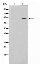 BCAR3 Antibody - Western blot of HeLa cell lysate using BCAR3 Antibody