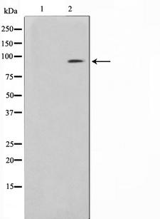 BCAR3 Antibody - Western blot analysis on HeLa cell lysates using BCAR3 antibody. The lane on the left is treated with the antigen-specific peptide.