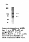 BCAS1 / NABC1 Antibody - A band of approximately 60 kDa is detected, however, protein dimerization may occur.