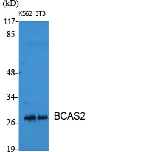 BCAS2 Antibody - Western blot of BCAS2 antibody