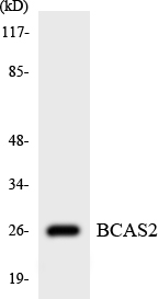 BCAS2 Antibody - Western blot analysis of the lysates from HUVECcells using BCAS2 antibody.