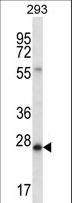 BCAS2 Antibody - BCAS2 Antibody western blot of 293 cell line lysates (35 ug/lane). The BCAS2 antibody detected the BCAS2 protein (arrow).
