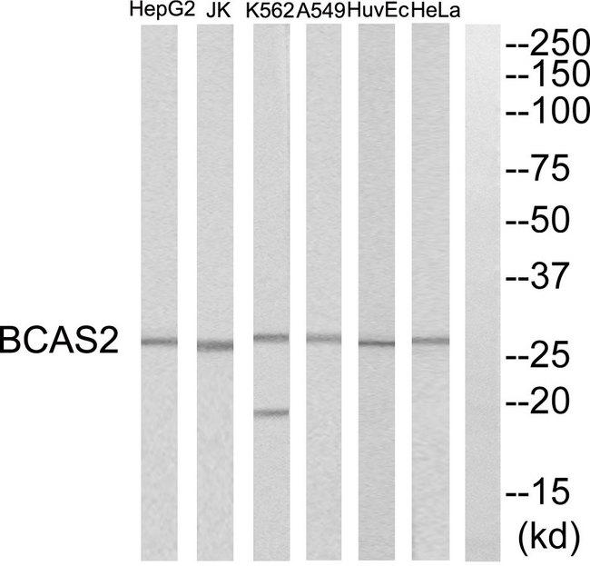 BCAS2 Antibody - Western blot analysis of extracts from HeLa cells, HepG2 cells, Huvec cells, A549 cells, K562 cells and Jurkat cells, using BCAS2 antibody.