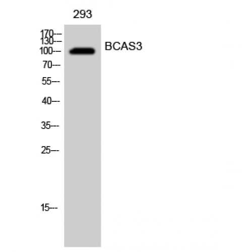 BCAS3 Antibody - Western blot of BCAS3 antibody