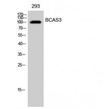BCAS3 Antibody - Western blot of BCAS3 antibody