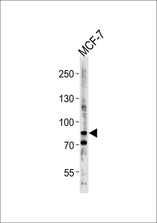 BCAS3 Antibody - Western blot of lysate from MCF-7 cell line, using BCAS3 Antibody. Antibody was diluted at 1:1000 at each lane. A goat anti-rabbit IgG H&L (HRP) at 1:5000 dilution was used as the secondary antibody. Lysate at 35ug per lane.