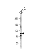 BCAS3 Antibody - Western blot of lysate from MCF-7 cell line, using BCAS3 Antibody. Antibody was diluted at 1:1000 at each lane. A goat anti-rabbit IgG H&L (HRP) at 1:5000 dilution was used as the secondary antibody. Lysate at 35ug per lane.