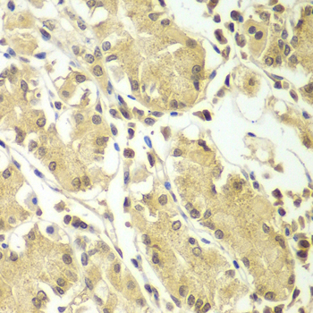 BCAS3 Antibody - Immunohistochemistry of paraffin-embedded human gastric tissue.