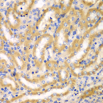 BCAS3 Antibody - Immunohistochemistry of paraffin-embedded mouse kidney tissue.