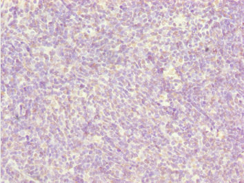 BCAS3 Antibody - Immunohistochemistry of paraffin-embedded human thymus tissue at dilution 1:100