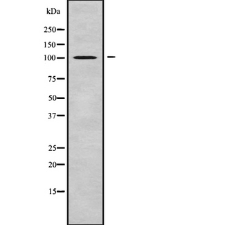 BCAS3 Antibody - Western blot analysis of BCAS3 using MCF-7 whole cells lysates