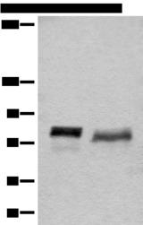 BCAS3 Antibody - Western blot analysis of 293T cell lysates  using BCAS3 Polyclonal Antibody at dilution of 1:500