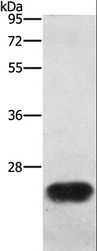 BCAS4 Antibody - Western blot analysis of Mouse spleen tissue, using BCAS4 Polyclonal Antibody at dilution of 1:1200.