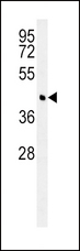 BCAT1 / ECA39 Antibody - BCAT1 Antibody western blot of Ramos cell line lysates (35 ug/lane). The BCAT1 antibody detected the BCAT1 protein (arrow).