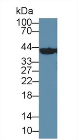 BCAT1 / ECA39 Antibody - Western Blot; Sample: Mouse Cerebrum lysate; Primary Ab: 2µg/ml Rabbit Anti-Mouse BCAT1 Antibody Second Ab: 0.2µg/mL HRP-Linked Caprine Anti-Rabbit IgG Polyclonal Antibody