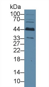 BCAT1 / ECA39 Antibody - Western Blot; Sample: Rat Cerebrum lysate; Primary Ab: 2µg/ml Rabbit Anti-Human BCAT1 Antibody Second Ab: 0.2µg/mL HRP-Linked Caprine Anti-Rabbit IgG Polyclonal Antibody