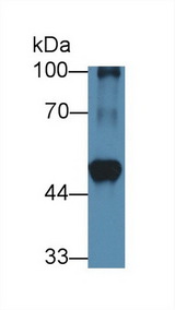 BCAT1 / ECA39 Antibody - Western Blot; Sample: Mouse Heart lysate; Primary Ab: 1µg/ml Rabbit Anti-Rat BCAT1 Antibody Second Ab: 0.2µg/mL HRP-Linked Caprine Anti-Rabbit IgG Polyclonal Antibody