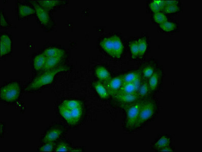 BCAT1 / ECA39 Antibody - Immunofluorescent analysis of HepG2 cells using BCAT1 Antibody at dilution of 1:100 and Alexa Fluor 488-congugated AffiniPure Goat Anti-Rabbit IgG(H+L)