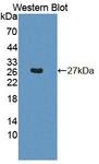 BCAT1 / ECA39 Antibody - Western Blot; Sample: Recombinant protein.