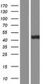 BCAT1 / ECA39 Protein - Western validation with an anti-DDK antibody * L: Control HEK293 lysate R: Over-expression lysate