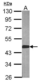 BCAT2 Antibody - Sample (30 ug of whole cell lysate). A: NIH-3T3. 10% SDS PAGE. BCAT2 antibody diluted at 1:1000.