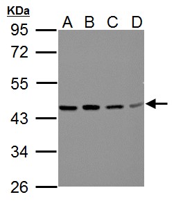 BCAT2 Antibody - Sample (30 ug of whole cell lysate). A: A549, B: H1299, C: HCT116, D: MCF-7. 10% SDS PAGE. BCAT2 antibody diluted at 1:500.