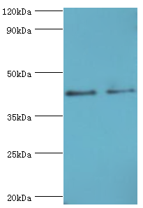 BCAT2 Antibody - Western blot. All lanes: Branched-chain-amino-acid aminotransferase, mitochondrial antibody at 14 ug/ml. Lane 1: 293T whole cell lysate. Lane 2: HepG2 whole cell lysate. secondary Goat polyclonal to rabbit at 1:10000 dilution. Predicted band size: 44 kDa. Observed band size: 44 kDa.