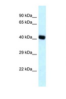 BCAT2 Antibody - BCAT2 antibody Western blot of Placenta lysate. Antibody concentration 1 ug/ml.  This image was taken for the unconjugated form of this product. Other forms have not been tested.