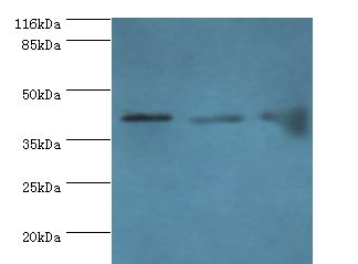 BCAT2 Antibody - Western blot. All lanes: Branched-chain-amino-acid aminotransferase, mitochondrial antibody at 2 ug/ml. Lane 1: NIH3T3 whole cell lysate Lane 2: mouse kidney tissue Lane 3: mouse spleen tissue. Secondary antibody: goat polyclonal to rabbit at 1:10000 dilution.  This image was taken for the unconjugated form of this product. Other forms have not been tested.