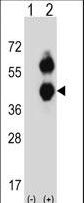 BCAT2 Antibody - Western blot of BCAT2 (arrow) using rabbit polyclonal BCAT2 Antibody. 293 cell lysates (2 ug/lane) either nontransfected (Lane 1) or transiently transfected (Lane 2) with the BCAT2 gene.