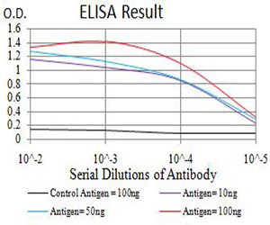 BCAT2 Antibody - Black line: Control Antigen (100 ng);Purple line: Antigen (10ng); Blue line: Antigen (50 ng); Red line:Antigen (100 ng)