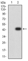 BCAT2 Antibody - Western blot analysis using BCAT2 mAb against HEK293 (1) and BCAT2 (AA: 259-393)-hIgGFc transfected HEK293 (2) cell lysate.