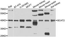 BCAT2 Antibody - Western blot analysis of extracts of various cell lines.