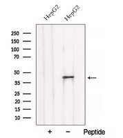 BCAT2 Antibody - Western blot analysis of extracts of HepG2 cells using BCAT2 antibody. The lane on the left was treated with blocking peptide.
