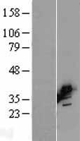BCAT2 Protein - Western validation with an anti-DDK antibody * L: Control HEK293 lysate R: Over-expression lysate