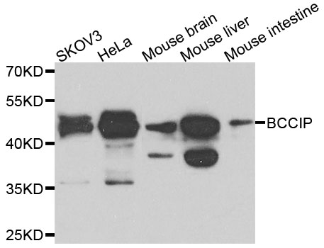 BCCIP Antibody - Western blot analysis of extracts of various cells.