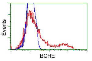 BCHE / Cholinesterase Antibody - HEK293T cells transfected with either overexpress plasmid (Red) or empty vector control plasmid (Blue) were immunostained by anti-BCHE antibody, and then analyzed by flow cytometry.