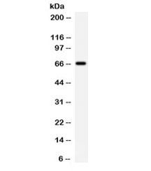 BCHE / Cholinesterase Antibody