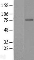 BCHE / Cholinesterase Protein - Western validation with an anti-DDK antibody * L: Control HEK293 lysate R: Over-expression lysate