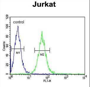 BCKDHA / BCKDE1A Antibody - BCKDHA Antibody flow cytometry of Jurkat cells (right histogram) compared to a negative control cell (left histogram). FITC-conjugated goat-anti-rabbit secondary antibodies were used for the analysis.