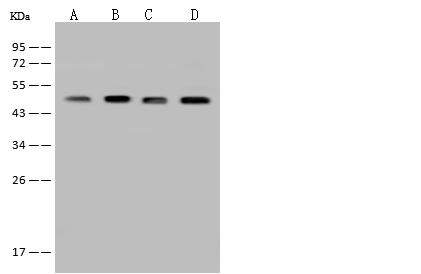 BCKDHA / BCKDE1A Antibody - Anti-BCKDHA rabbit polyclonal antibody at 1:500 dilution. Lane A: MCF7 Whole Cell Lysate. Lane B: HepG2 Whole Cell Lysate. Lane C: HeLa Whole Cell Lysate. Lane D: Jurkat Whole Cell Lysate. Lysates/proteins at 30 ug per lane. Secondary: Goat Anti-Rabbit IgG (H+L)/HRP at 1/10000 dilution. Developed using the ECL technique. Performed under reducing conditions. Predicted band size: 50 kDa. Observed band size: 50 kDa.