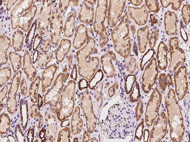 BCKDHA / BCKDE1A Antibody - Immunochemical staining of human BCKDHA in human kidney with rabbit polyclonal antibody at 1:200 dilution, formalin-fixed paraffin embedded sections.