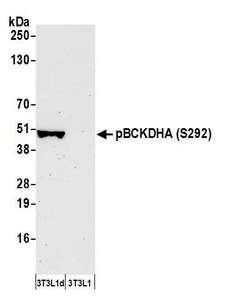 BCKDHA / BCKDE1A Antibody - Detection of mouse Phospho BCKDHA (S292) by western blot. Samples: Whole cell lysate (50 µg) from differentiated 3T3-L1 (3T3L1d) and 3T3-L1 (3T3L1) cells prepared using NETN lysis buffer. Antibody: Affinity purified rabbit anti-Phospho BCKDHA (S292) antibody used for WB at 0.1 µg/ml. Detection: Chemiluminescence with an exposure time of 75 seconds.