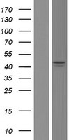 BCKDHA / BCKDE1A Protein - Western validation with an anti-DDK antibody * L: Control HEK293 lysate R: Over-expression lysate