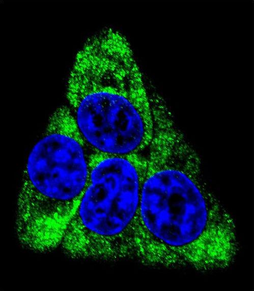BCKDHB Antibody - Confocal immunofluorescence of BCKDHB Antibody with HeLa cell followed by Alexa Fluor 488-conjugated goat anti-rabbit lgG (green). DAPI was used to stain the cell nuclear (blue).