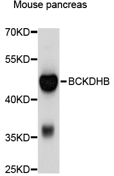 BCKDHB Antibody - Western blot analysis of extracts of mouse pancreas, using BCKDHB antibody at 1:1000 dilution. The secondary antibody used was an HRP Goat Anti-Rabbit IgG (H+L) at 1:10000 dilution. Lysates were loaded 25ug per lane and 3% nonfat dry milk in TBST was used for blocking. An ECL Kit was used for detection and the exposure time was 1s.