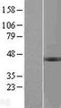 BCKDHB Protein - Western validation with an anti-DDK antibody * L: Control HEK293 lysate R: Over-expression lysate