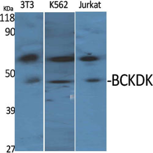 BCKDK Antibody - Western blot of BCKDK antibody