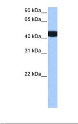 BCKDK Antibody - Human fetal brain cell lysate. Antibody concentration: 0.5 ug/ml. Gel concentration: 12%.  This image was taken for the unconjugated form of this product. Other forms have not been tested.
