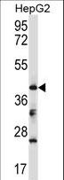 BCKDK Antibody - Mouse Bckdk Antibody western blot of HepG2 cell line lysates (35 ug/lane). The Bckdk antibody detected the Bckdk protein (arrow).